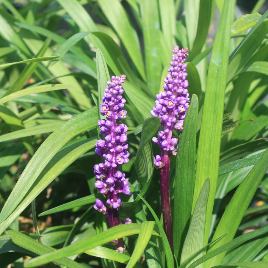 Liriope muscari Purple Explosion