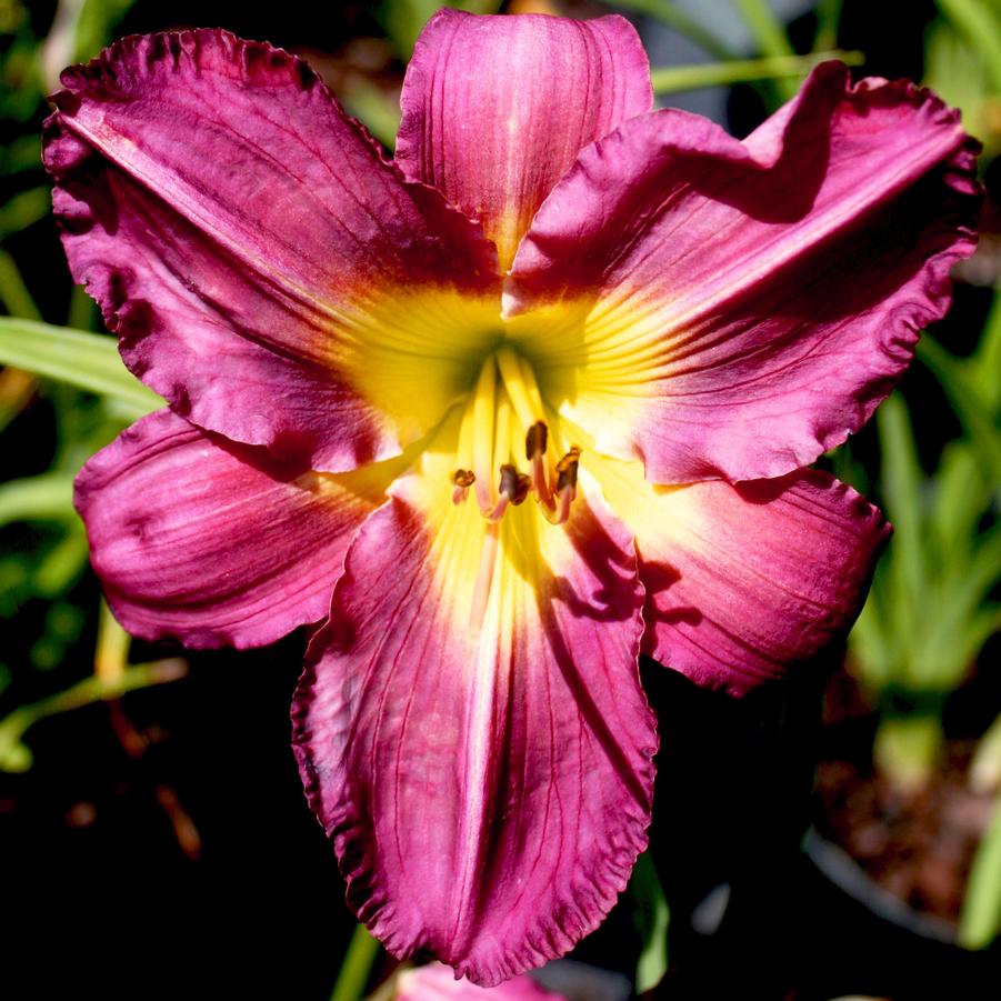 Hemerocallis Garden Show