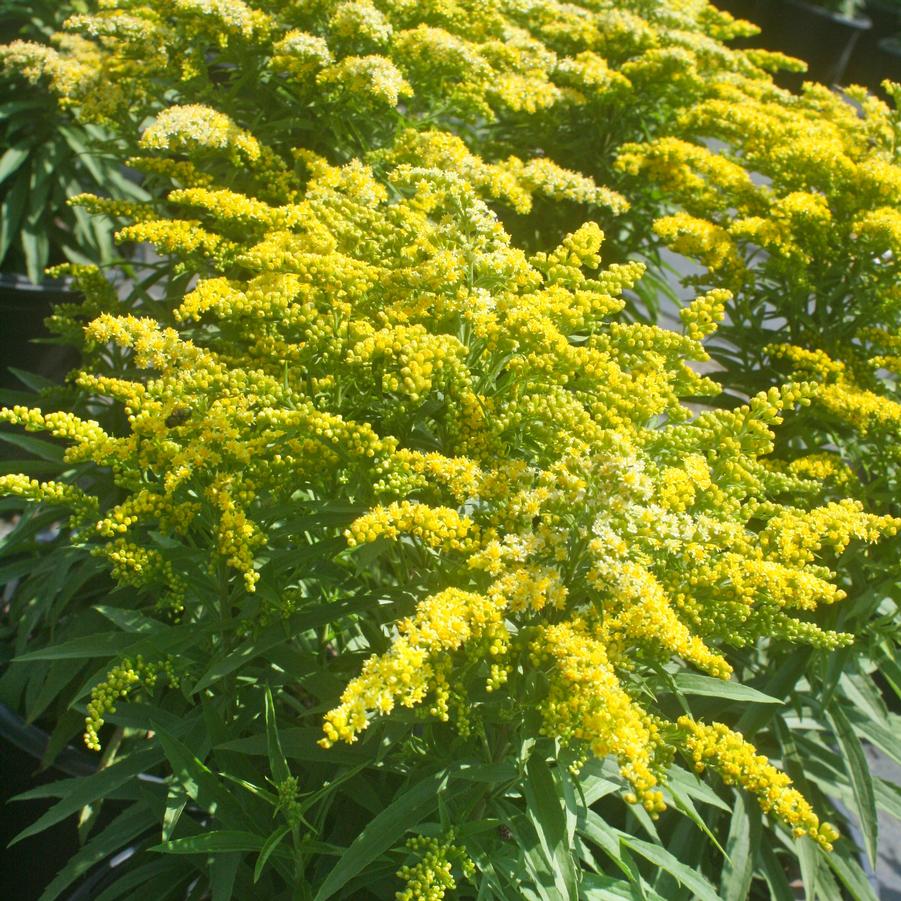 Solidago Sweety