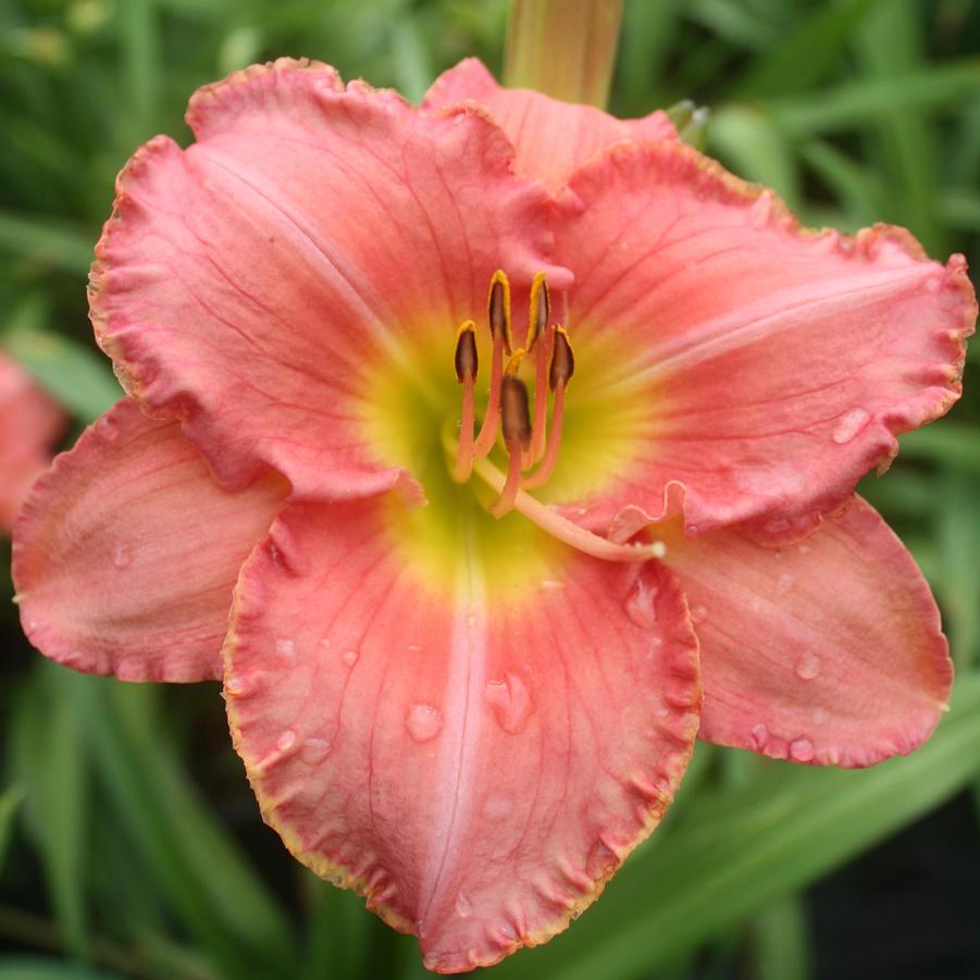 Hemerocallis Scottish Fantasy