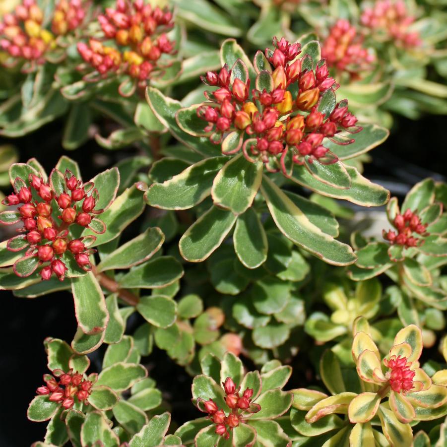 Sedum kamtschaticum Variegatum