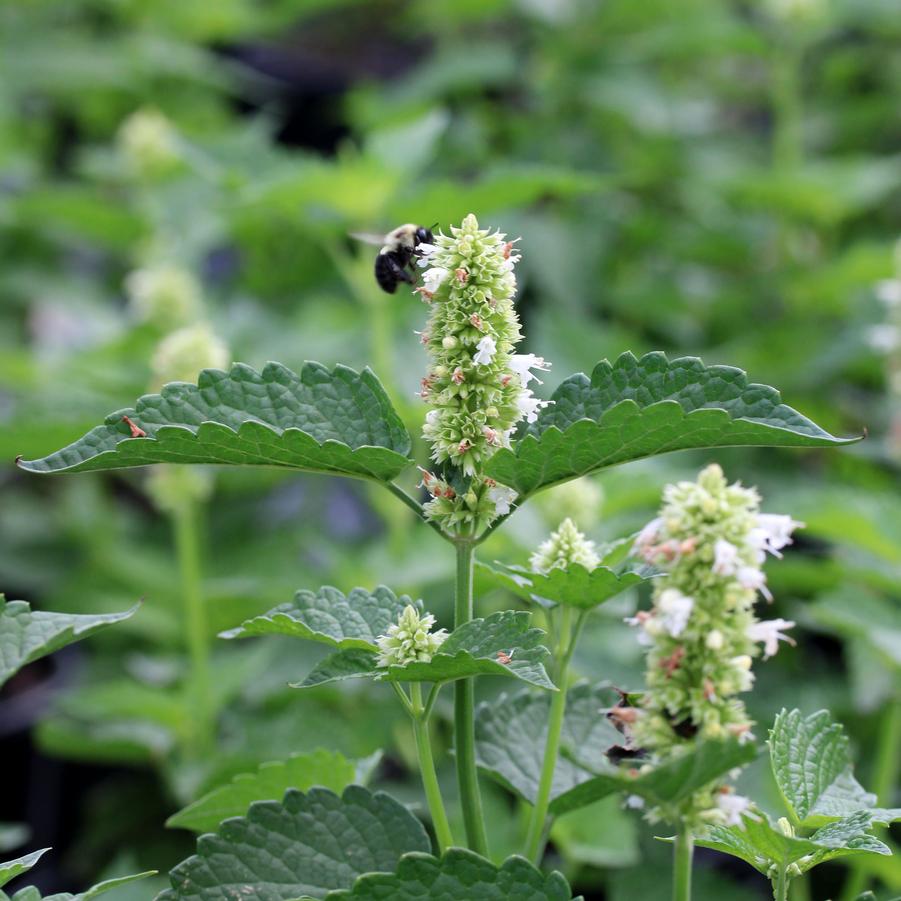 Agastache rugosa Honey Bee White