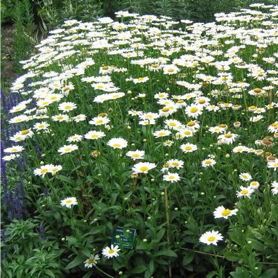 Leucanthemum superbum Becky