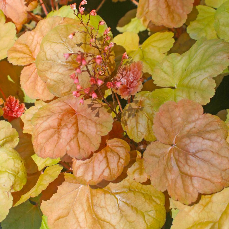 Heuchera villosa Apricot