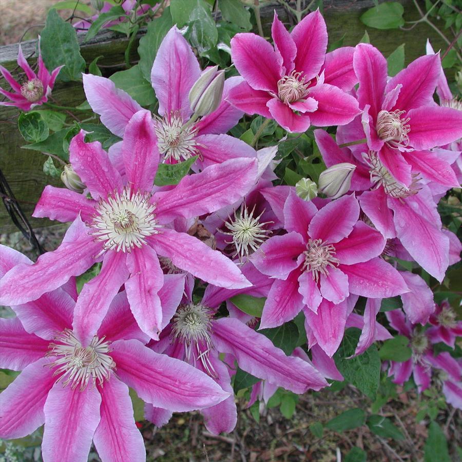 Clematis Dr. Ruppel