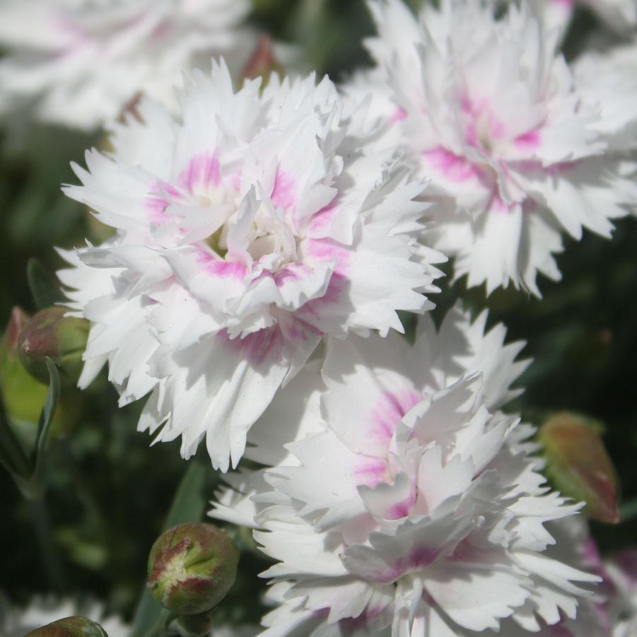 Dianthus Everlast™ White Eye