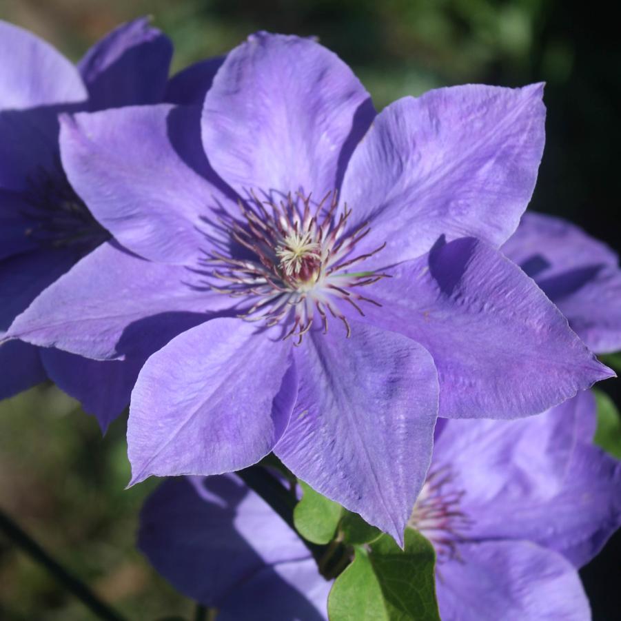 Clematis Elsa Spath