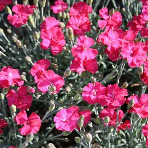 Dianthus Neon Star