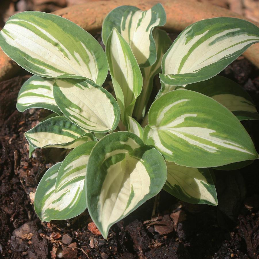 Hosta Pandora's Box