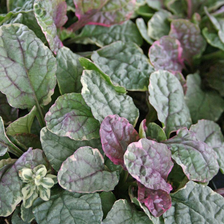 Ajuga reptans Burgundy Glow