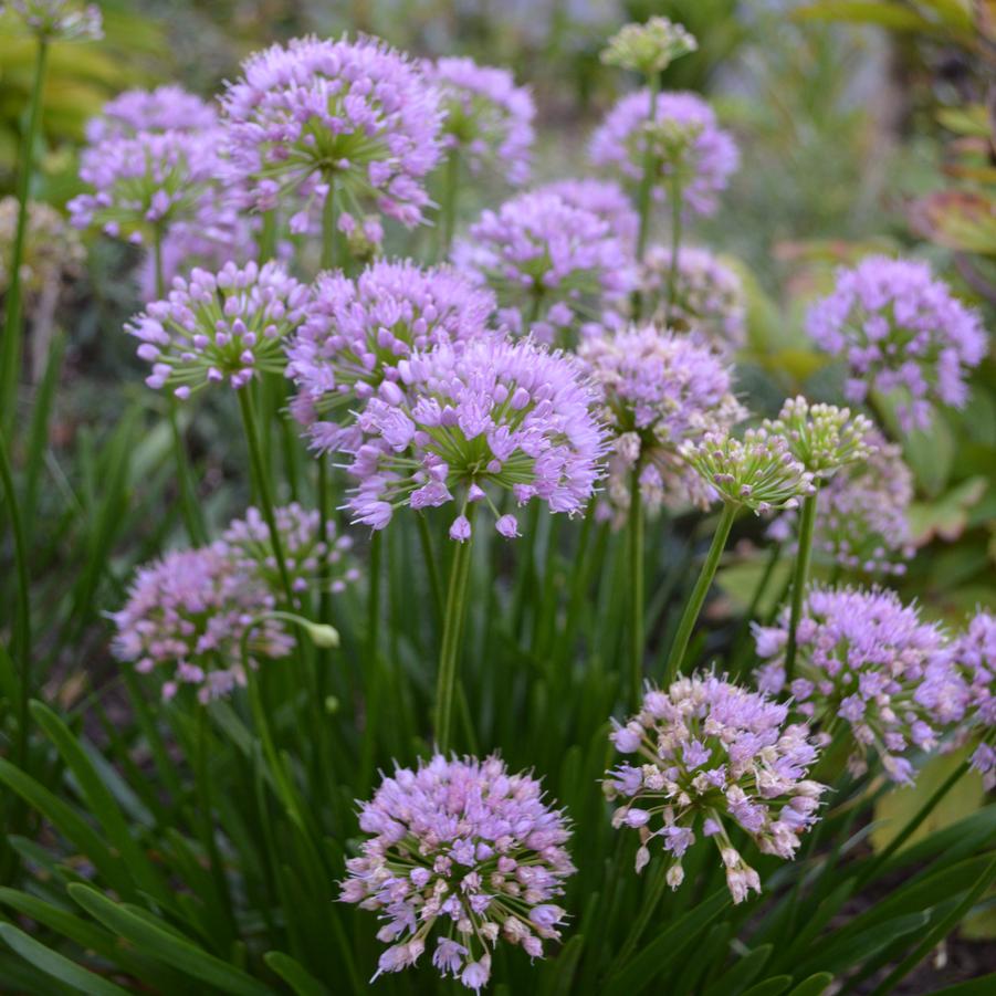 Allium Millenium