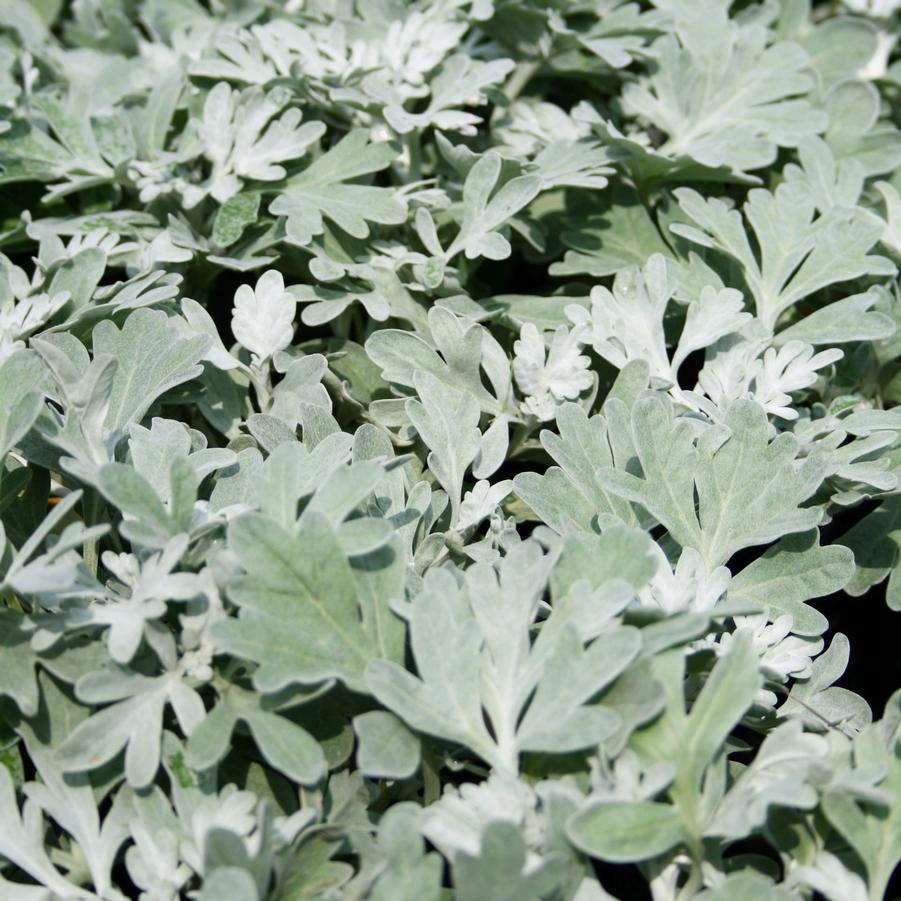 Artemisia stelleriana Silver Brocade