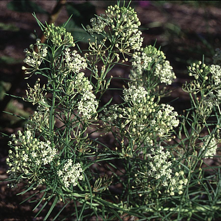 Asclepias verticillata 