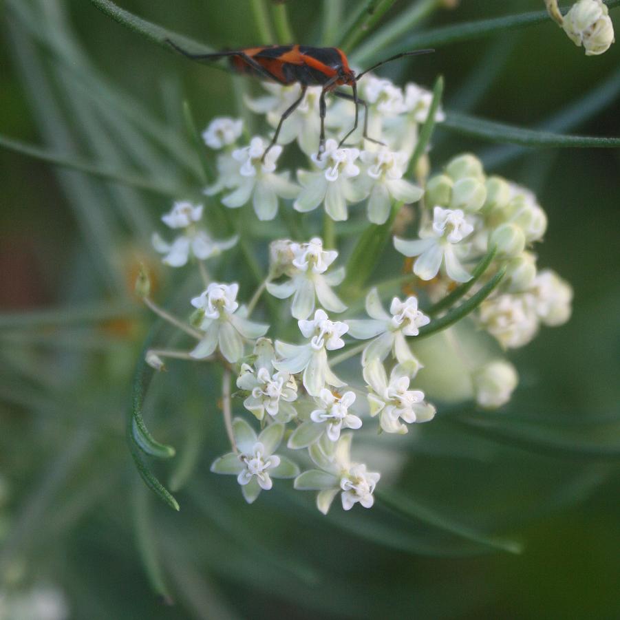 Asclepias verticillata 