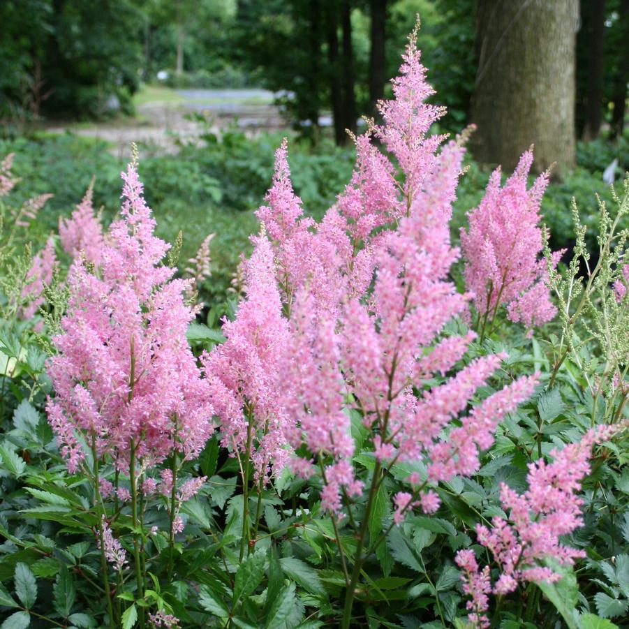 Astilbe chinensis Little Vision in Pink