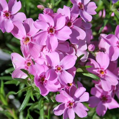 Phlox subulata Ronsdorfer Beauty