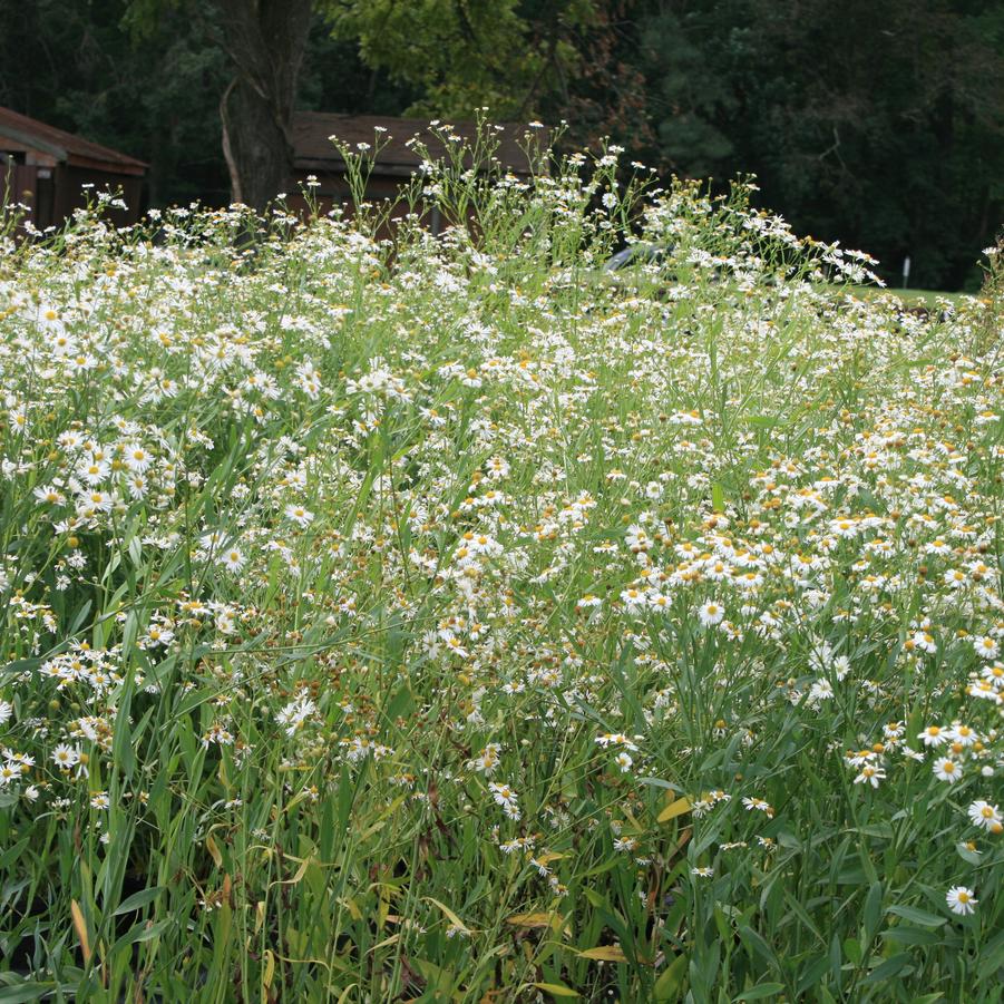 Boltonia asteroides Snowbank