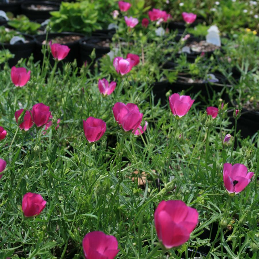 Callirhoe involucrata 