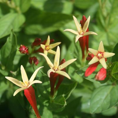 Spigelia marilandica Little Redhead