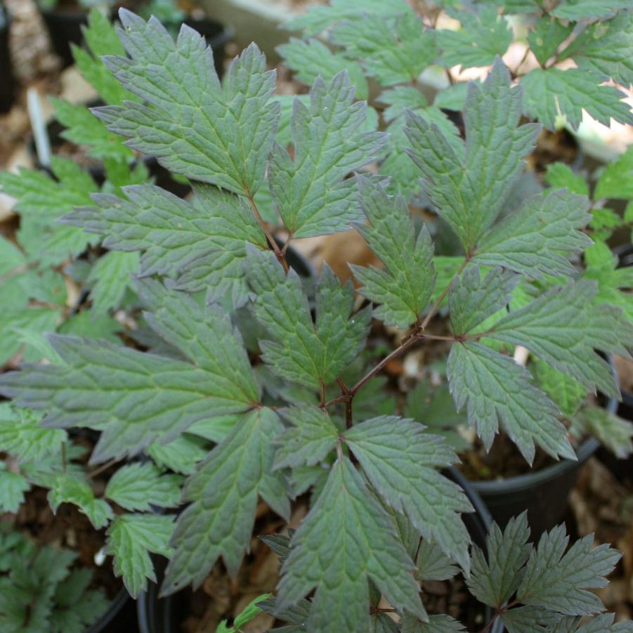 Cimicifuga (Actaea) racemosa Chocoholic