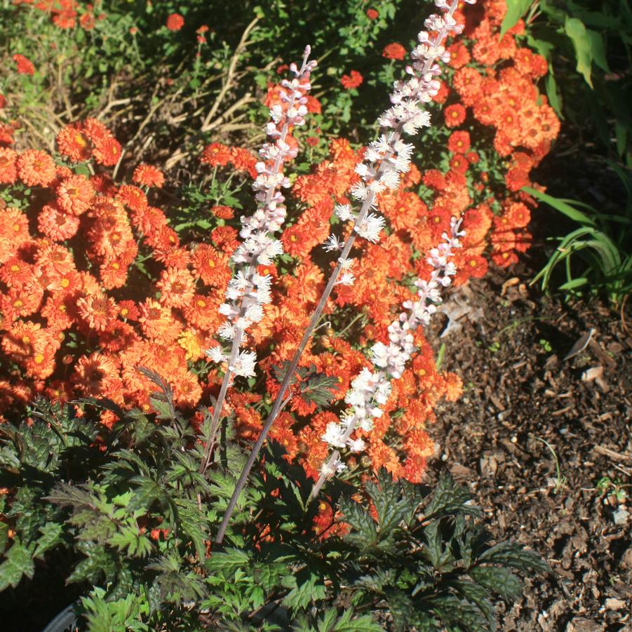 Cimicifuga (Actaea) racemosa Chocoholic