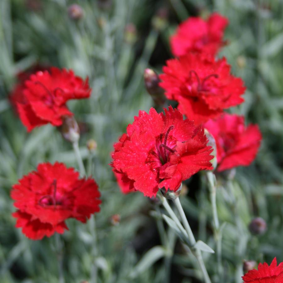 Dianthus allwoodii Frosty Fire