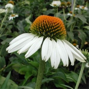 Echinacea purpurea White Swan