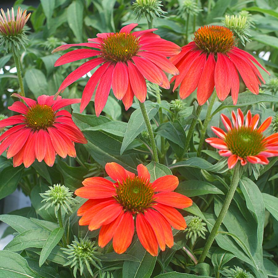 Echinacea Sombrero Tres Amigos