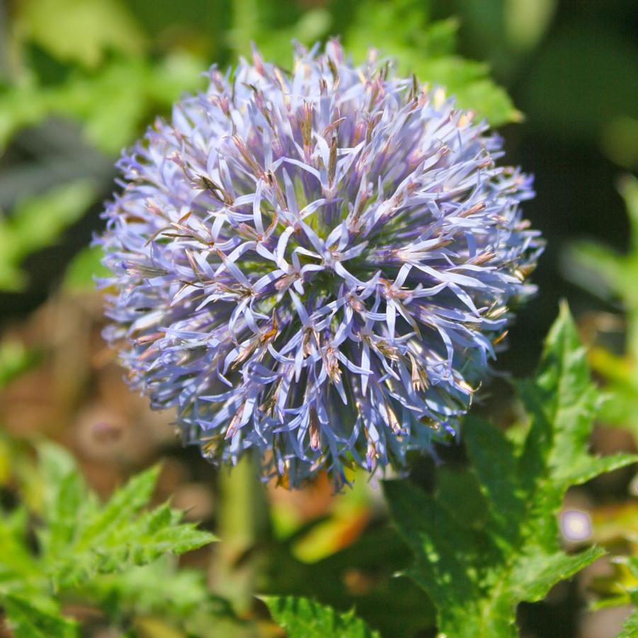 Echinops ruthenicus Platinum Blue