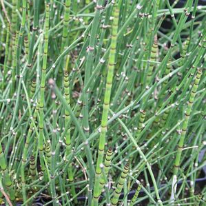 Equisetum hyemale 