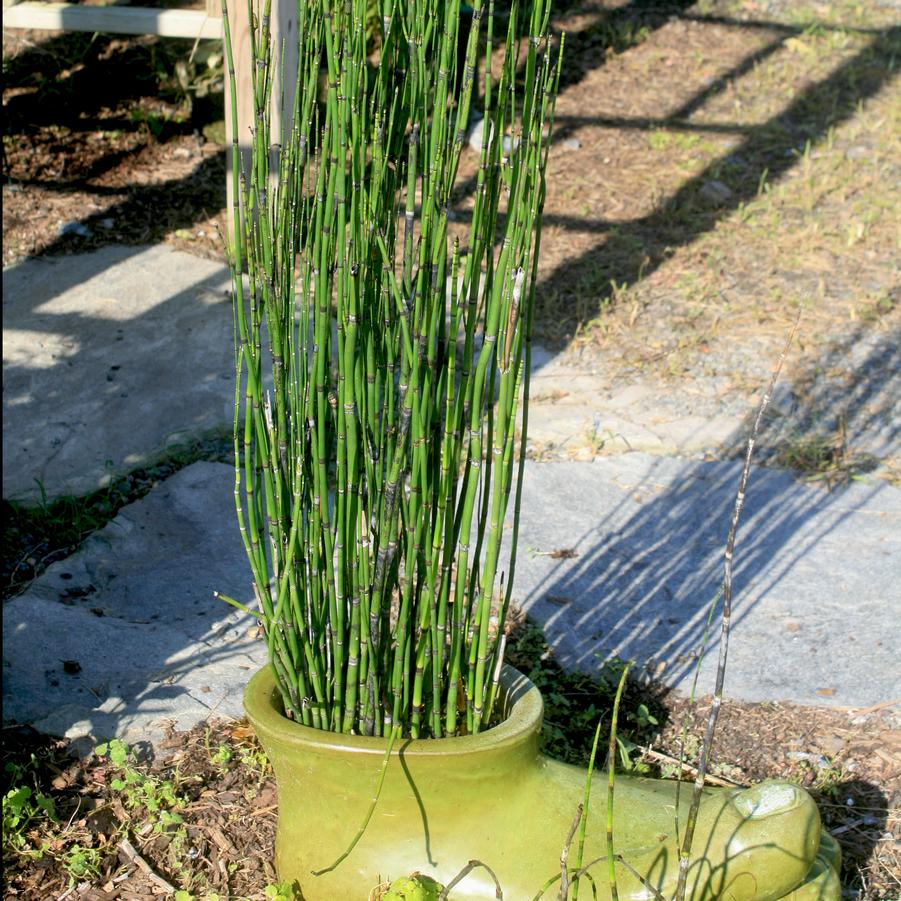 Equisetum hyemale 