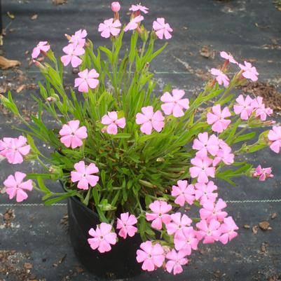 Silene caroliniana ssp wherryi Short and Sweet