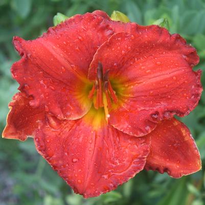 Hemerocallis Desert Flame