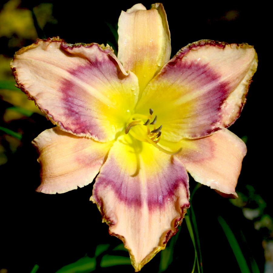 Hemerocallis Handwriting on the Wall