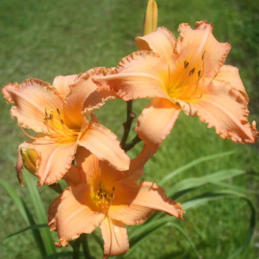 Hemerocallis New Tangerine Twist