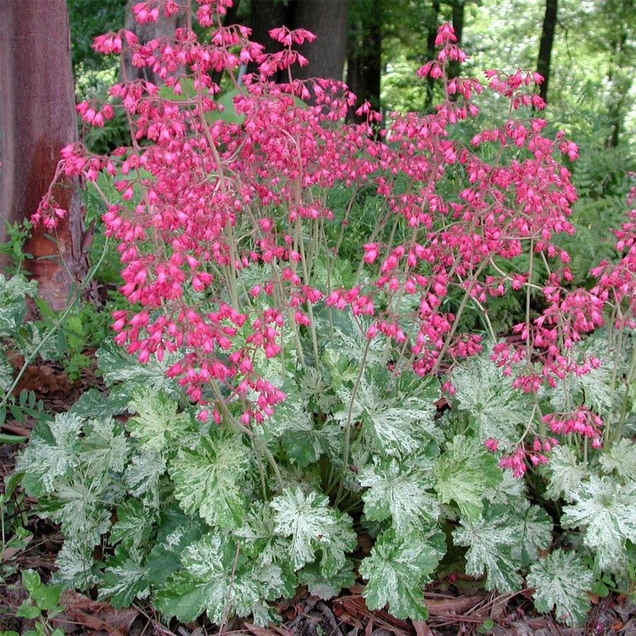 Heuchera sanguinea Snow Angel