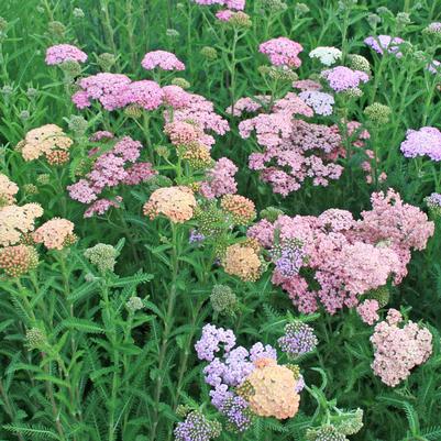 Achillea millefolium Summer Pastels