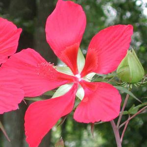 Hibiscus coccineus 