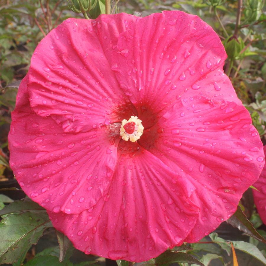 Hibiscus moscheutos Summer in Paradise