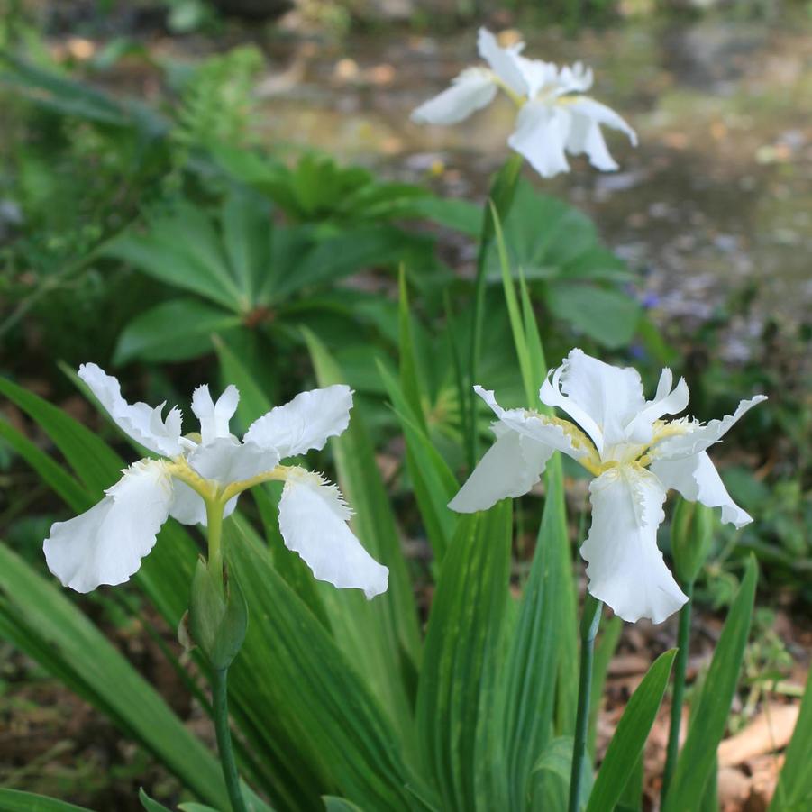 Iris tectorum Alba