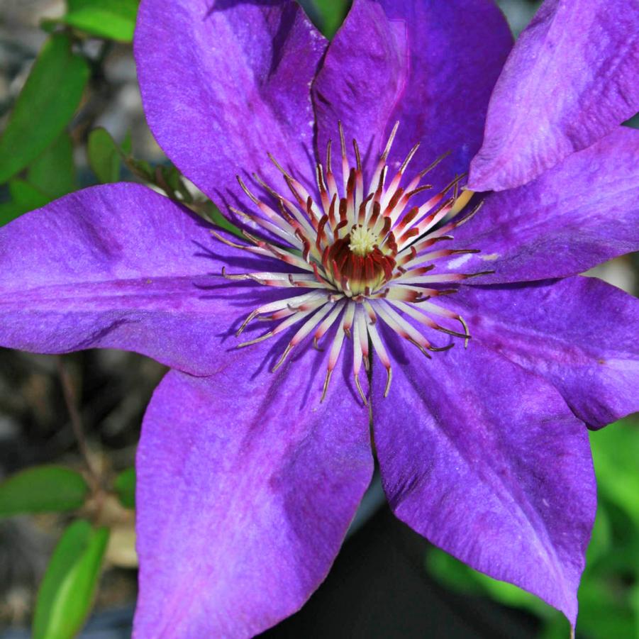 Clematis The President