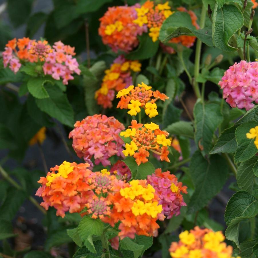 Lantana camara Miss Huff