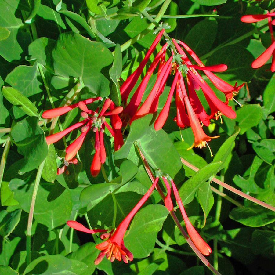 Lonicera sempervirens 