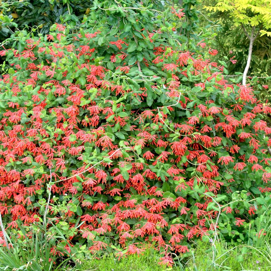 Lonicera sempervirens Major Wheeler