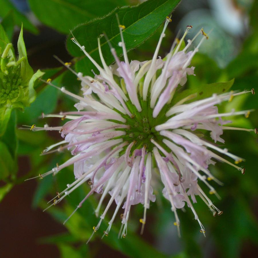 Monarda fistulosa 