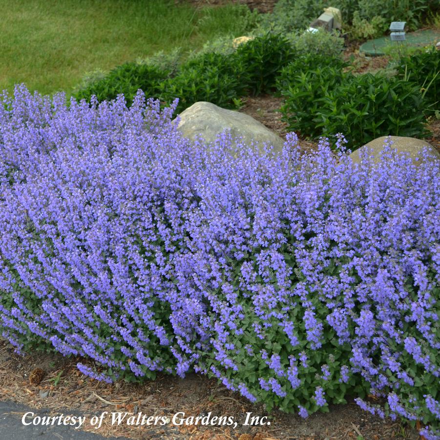 Nepeta faassenii Purrsian Blue