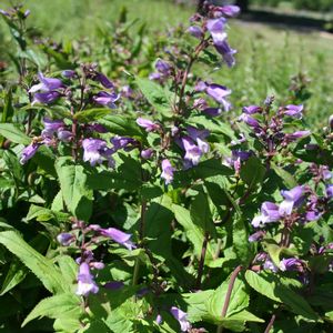 Penstemon smallii 