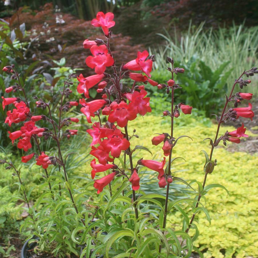 Penstemon Cherry Sparks