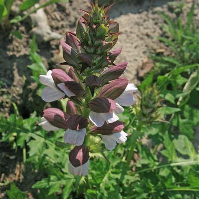 Acanthus mollis Morning Candle