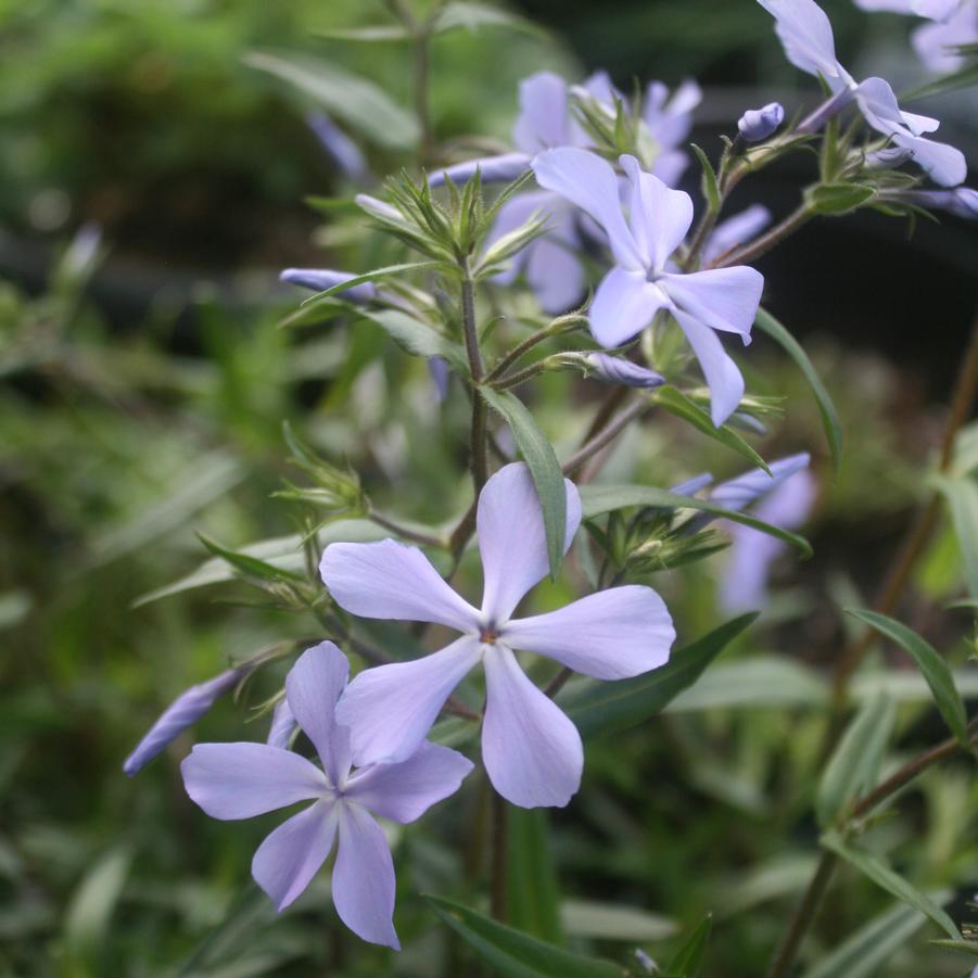 Phlox divaricata 